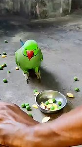 2.6K views · 10K reactions | too much  angry  parrot #parrot #talkingparot #nonstoptalkingparrot #funny #angryparrot #shorts | Priya Rai | Facebook