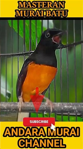 SUPER CLEAR White-Rumped Shama Sound 🔥 #BirdSounds #ShamaBird #RelaxingSounds #NatureAudio #shorts