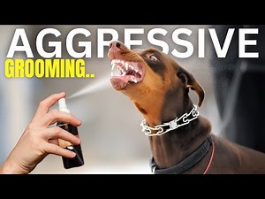This is HOW TO GROOM an Aggressive Dog