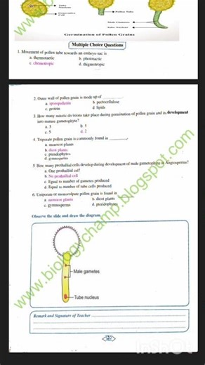 12th biology practical 4 Study of pollen germination on slide