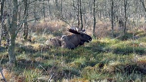 5K views · 200 reactions | Han fandt en solplet denne skønne Lørdag. | Kurt Andersen | Facebook