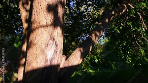 shadows on a tree trunk. wood texture and shadow.old tree trunk. Sun light gray shadows of leaves isolated on brown bark making delicate patterns on trees surface. Sun's rays falling on tree trunk.