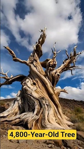 4,800-Year-Old Tree 🌲 Older Than the Pyramids!