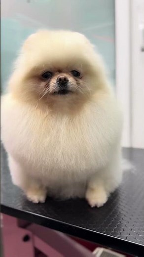 Pomeranian Alisa Full Grooming Glow-Up