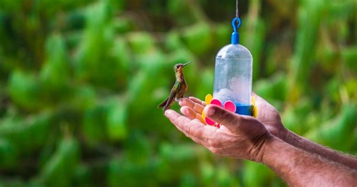 Hummingbirds Are Growing Longer Beaks and Your Bird Feeder Could Be The Surprising Reason For It