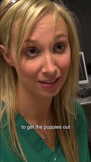 Beagle’s Heartbreaking Birth 💔| Bondi Vet #shorts