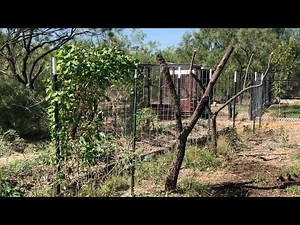 Pollarding Mesquite Trees
