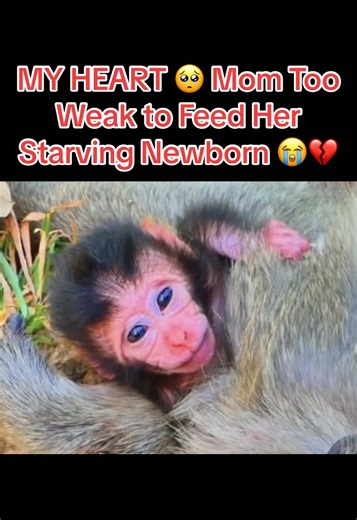 MY HEART 🥺 Mom Too Weak to Feed Her Starving Newborn Monkey 😭💔 #monkey #monkeyface #monkeys #babymonkey #monkeybaby