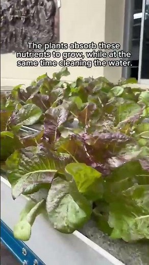Aquaponics: fish and plants working in one system.