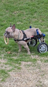 Meet Vin the Frenchie! Vin is 4 years old, full of heart, and ready to star in his biggest role yet: Beloved Family Member. His story? Rescue mission. Comeback journey. Unstoppable cuteness. Want to root for the underdog? Vin’s your guy. He came to us unable to stand from hind-end paralysis. Now? He’s standing, feeling, and wheeling around in his custom cart! He adores hydrotherapy, belly rubs, and any chew toy within paw’s reach. His foster mom says he’s the sweetest soul with eyes that’ll melt