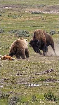 Predators Don't Want To Mess With These Creatures 🚫🦁 #wildlife #shorts