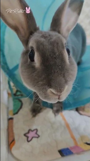 Funny and Cute Mini Rex Bunny Rabbit #shorts #bunny #rabbit