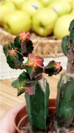 Turn One Cactus Into Many 🌵 The Cloning Method Explained.