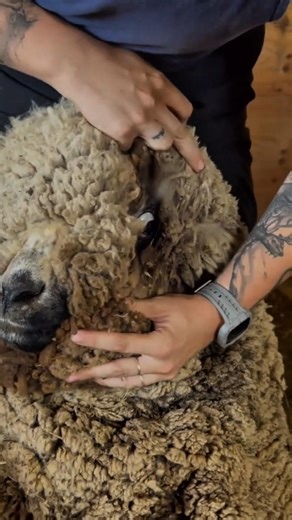 Sheep Shearing 😳 Why Wool Must Be Cut on Time!