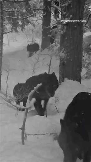 The secret life of wolves #wolf #wolf #animals #shortvideo #aboutnaturalanimals