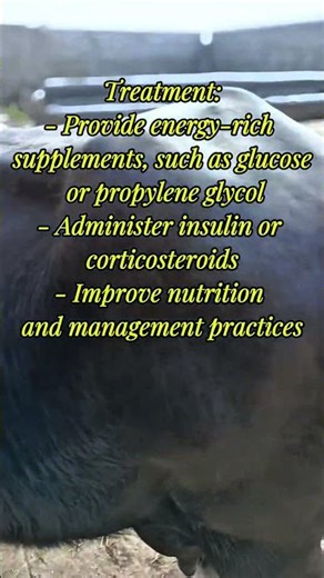 Ketosis In Buffalo 🦬#buffalo #farming #veterinarian #care #cattle#alhamdulillahforeverything