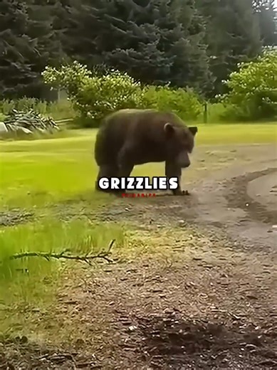 Forrest Galante Discusses Rare Silver Grizzly Bears