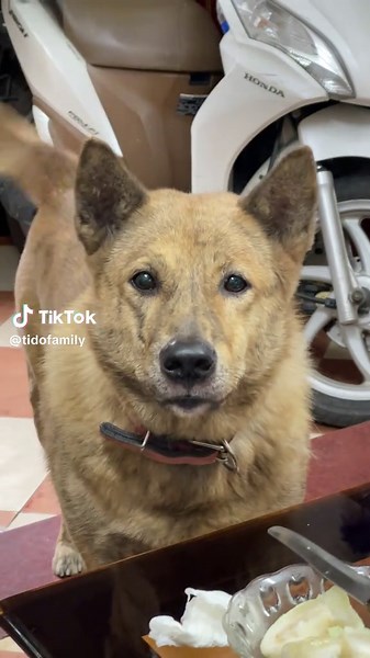 Chú Chó Dễ Thương Đang Chờ Đi Chơi