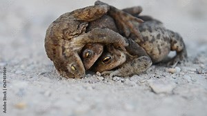Frogs mating. Frog on a road mating, brown background. frogs on each other
