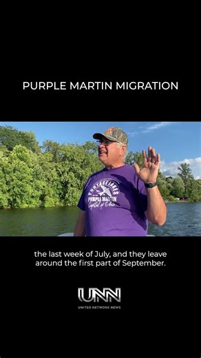 Watch Purple Martins dance across the sky before their epic migration!