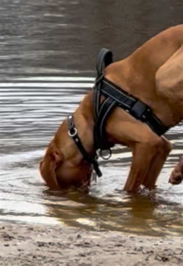 Zoomin’ Everywhere: A Vizsla's Joyful Adventure