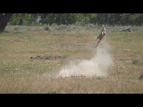 Wyoming Prairie Dog Hunt: Part 2