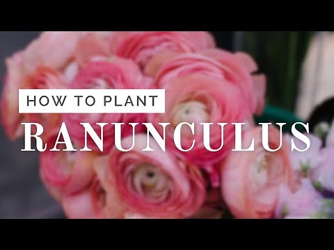 Ranunculus Planting Tutorial