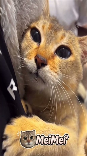 Do you like Mei Mei videos? | #meimei #toletole#cute #toletolecat #meimeicat #kitty