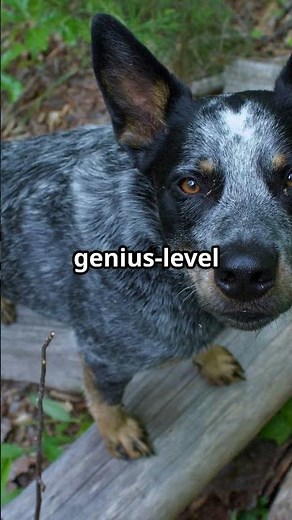Surprising Aussie Cattle Dog Facts