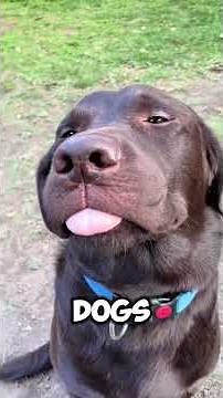 Lab Life: Why the U.S. is Obsessed with This Lovable Breed ❤️