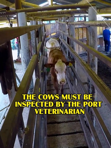 #usa #fyp #foryou #tiktok #contraband | contrabandpolice