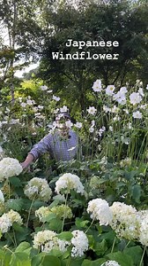 1.2K views · 180 reactions | Plant of the day White Japanese Windflower a tough hardy perennial that flowers for months and lasts forever. Planting time is from now , available in webshop https://pergolanurseries.ecwid.com ALL IRELAND DELIVERY  WEBSHOP https://pergolanurseries.ecwid.com Pergola Nurseries Garden Corner,Virginia,Co Cavan A gardeners oasis of quality plants Open Tuesday to Saturday 10.30-6 Open Sundays 2-6 | Pergola Nurseries Garden Corner | Facebook