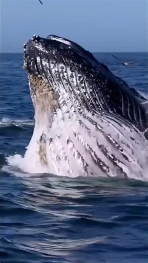 Les Baleines | Vie sous marines | Chroniques de la nature #animaux #nature #viral #animauxsauvages