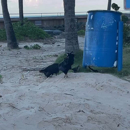 #freerangechickens | Junior Harrison