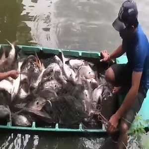 275K views · 934 reactions | ¡La pesca con atarraya más increíble para bagres grandes de 250 kg! | Grupo De oración renacer en Jesucristo | Facebook