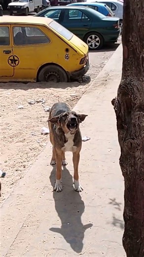 This Dog Has Different Bark Modes 😂🐶 #DogBark