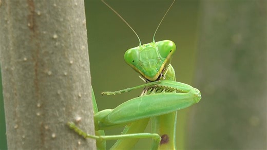 The praying mantis is the only animal on earth that has one ear. Called a "cyclopean ear," this one ear allows them to hear sounds far beyond human range (e.g. bat echolcation) in a type of advanced predator-avoidance system. https://www.factretriever.com/weird-bug-facts | Fact Retriever