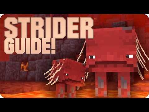 Strider Guide | Reiten, Verhalten & Eigenschaften | Minecraft