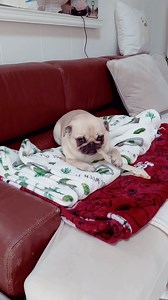 Grumpy Pug on Reels