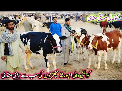 Gondal Mandi latest update 2Jan 2025!imported heifers latest Rate on Gondal Mandi #heifer #cow