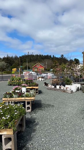 We are open in Port Orford!! ☎️ Call Us! 541-844-5559 ext. 2 | Dragonfly Nursery Port Orford