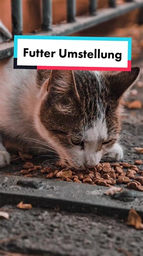 4 Tipps zur Futterumstellung für Katzen