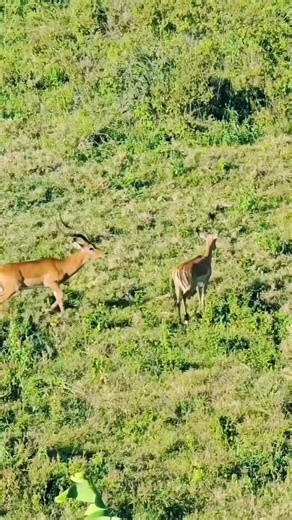 Beautiful Deer Encounter in the Rocky Mountains