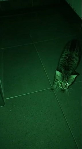 Night Vision Cat Bathroom Chaos!