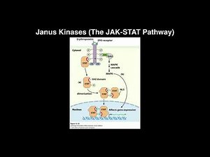 Biosignaling | Janus Kinases/The JAK-STAT Pathway