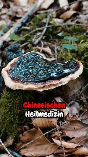 Reishi: Der legendäre Heilpilz