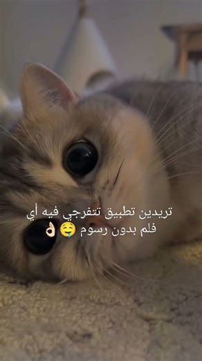 Hitv أفضل تطبيق أنصحك فيه 😝