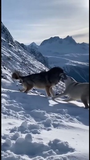 ALPHA Showdown! Massive Gray Wolves Battle for Dominance in the Icy Mountains 🥶
