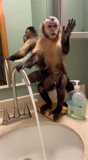 Monkey vs Faucet: Who Wins? 😱 (Wait for it!) #monkey #funnyanimals #fail #viralshort #shorts