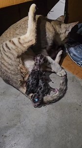 Cat mother delivering kittens #cat #kitten #catmom #catdelivery | Andaman Baby